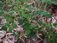 Rubus parvifolius
