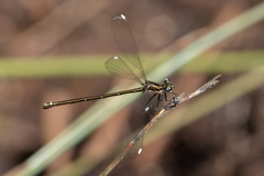 Miniargiolestes minimus