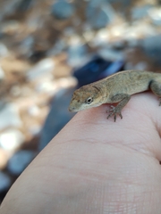 Anolis nebulosus