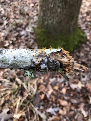 Calocera cornea