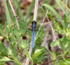 Libellula cyanea