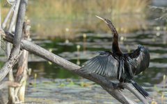 Anhinga anhinga