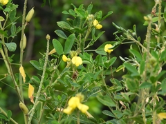 Crotalaria retusa
