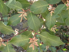 Rhus integrifolia × ovata