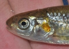 Brassy Minnow photo 4