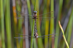 Austrosynthemis cyanitincta