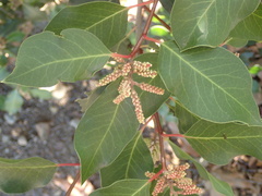 Rhus integrifolia × ovata
