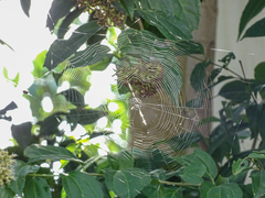 Gasteracantha cancriformis