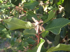 Rhus integrifolia × ovata