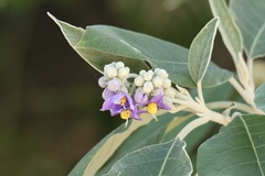 Solanum granulosoleprosum