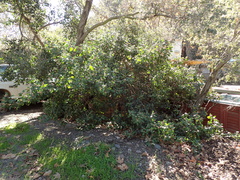 Rhus integrifolia × ovata