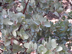 Arctostaphylos viscida viscida