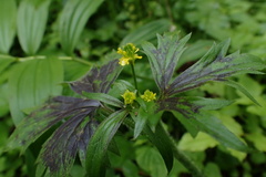Ranunculus uncinatus