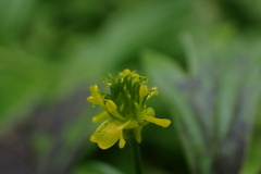 Ranunculus uncinatus