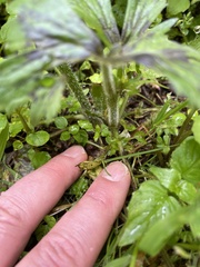 Ranunculus uncinatus