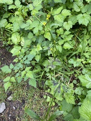 Ranunculus uncinatus