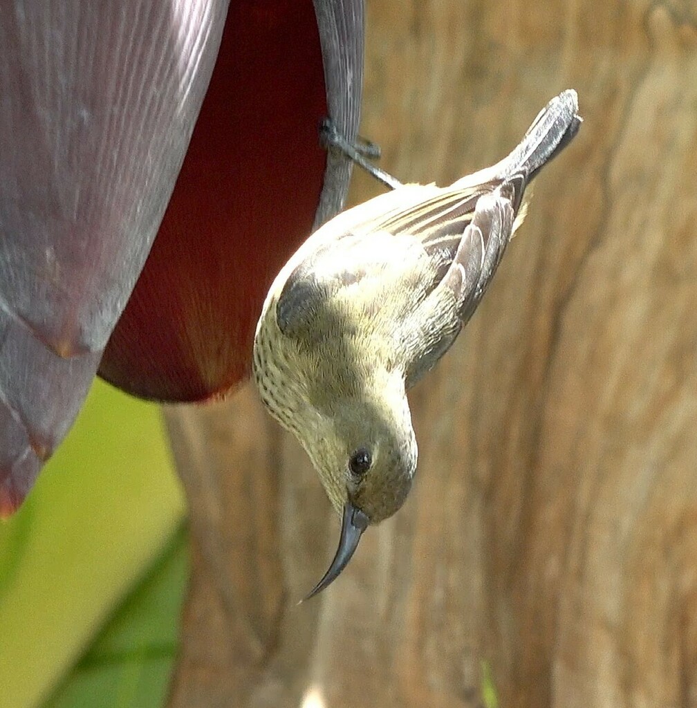 Anjouan Sunbird