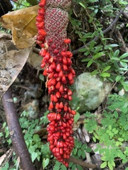 Anthurium crenatum