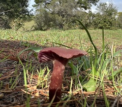 Laccaria amethysteo-occidentalis