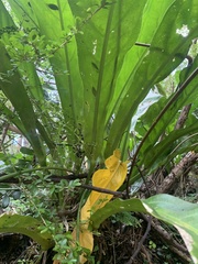 Anthurium crenatum