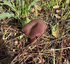 Laccaria amethysteo-occidentalis