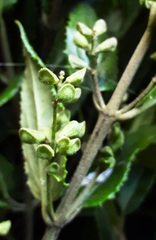 Prostanthera lasianthos