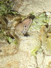 Gymnothorax cribroris