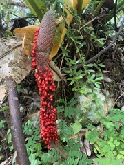 Anthurium crenatum