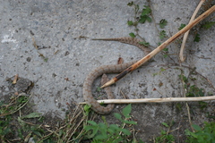 Macrovipera lebetinus