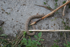 Macrovipera lebetinus