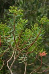 Euphorbia bivonae image