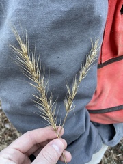 Elymus glabriflorus