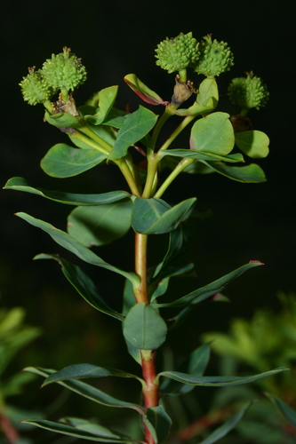 Euphorbia bivonae ssp. bivonae