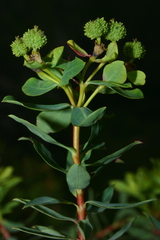 Euphorbia bivonae image