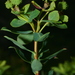 Euphorbia bivonae bivonae - Photo (c) Errol Vela, some rights reserved (CC BY-NC), uploaded by Errol Vela