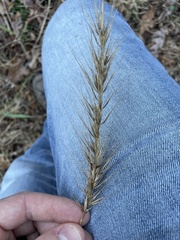 Elymus glabriflorus