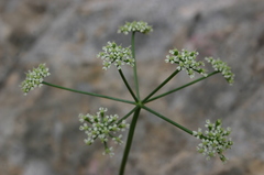 Pimpinella tragium