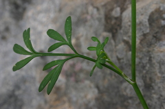 Pimpinella tragium