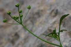 Pimpinella tragium