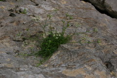 Pimpinella tragium