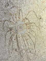 Isarachnanthus bandanensis