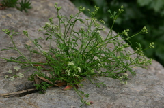 Pimpinella tragium