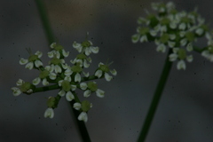 Pimpinella tragium