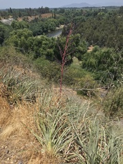 Puya coerulea