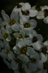 Lobularia maritima maritima