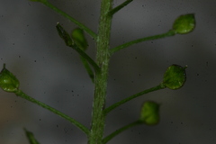 Lobularia maritima maritima