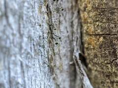 Chaenotheca hispidula