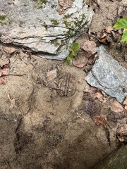 Anaxyrus fowleri
