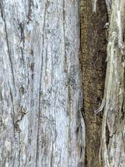 Chaenotheca hispidula