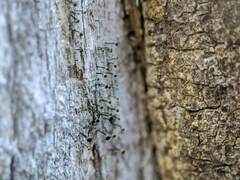 Chaenotheca hispidula